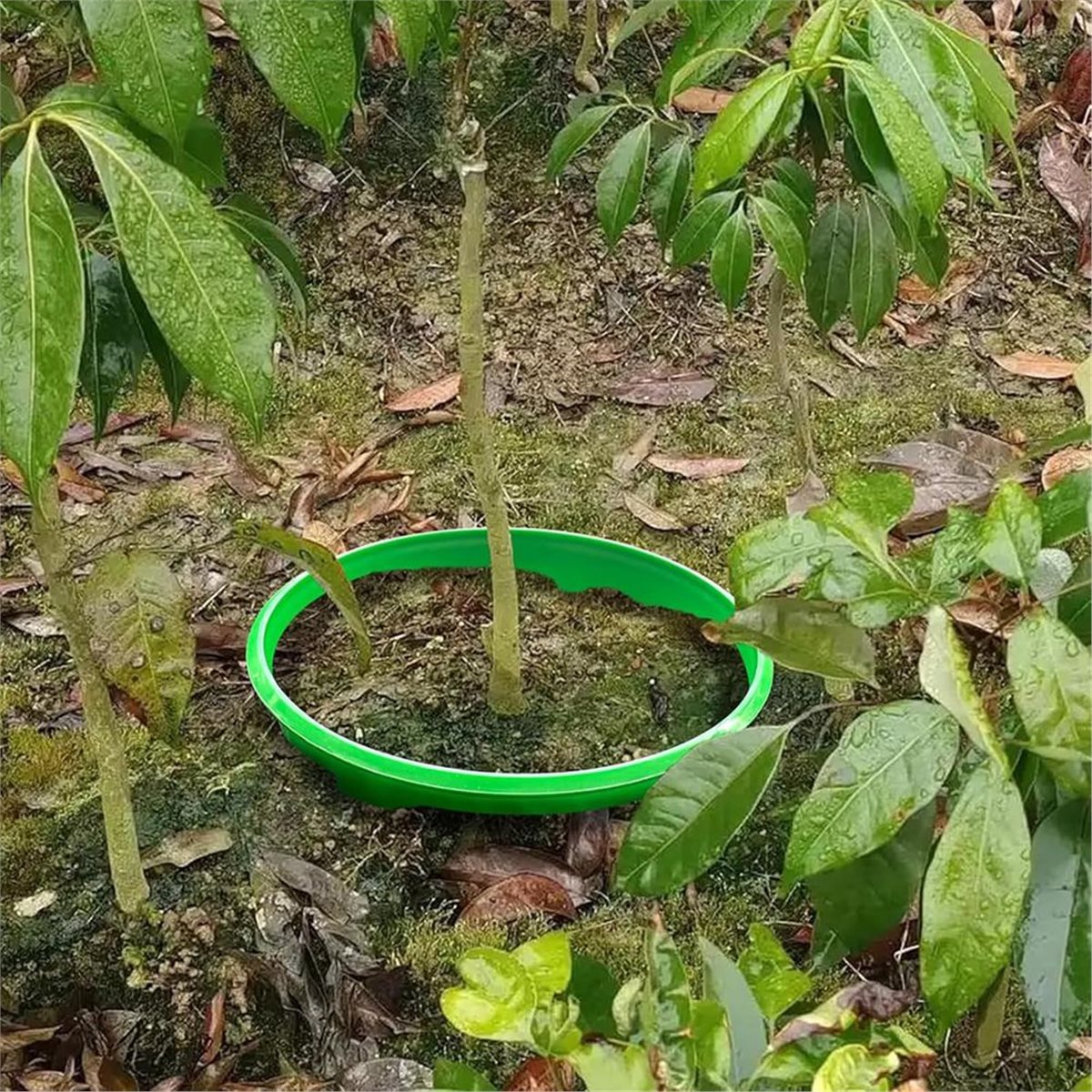 Gardening Tools Deals - 【COUNTDOWN DEAL】 4 Plant Guard Rings
