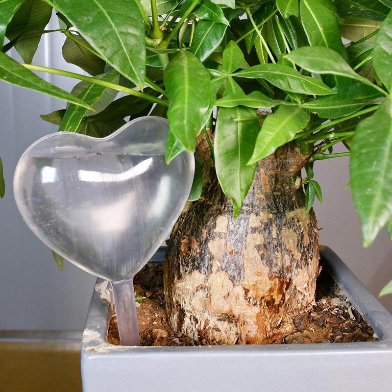 Nhà/Nước Sân Vườn Houseplant V - đánh giá và giá Gardening Tools Equipment